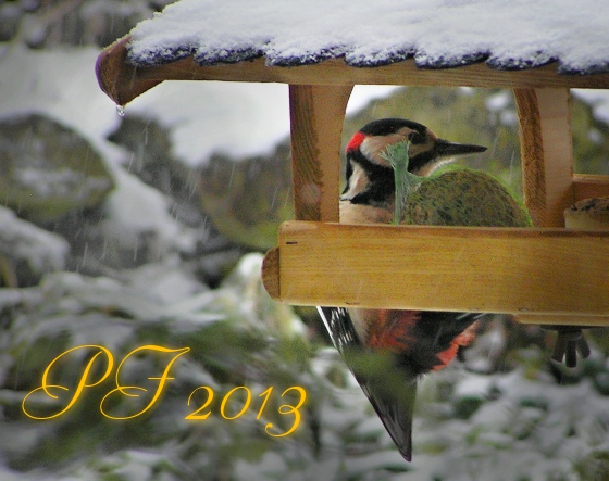 PF 2013, woodpecker at feeder
